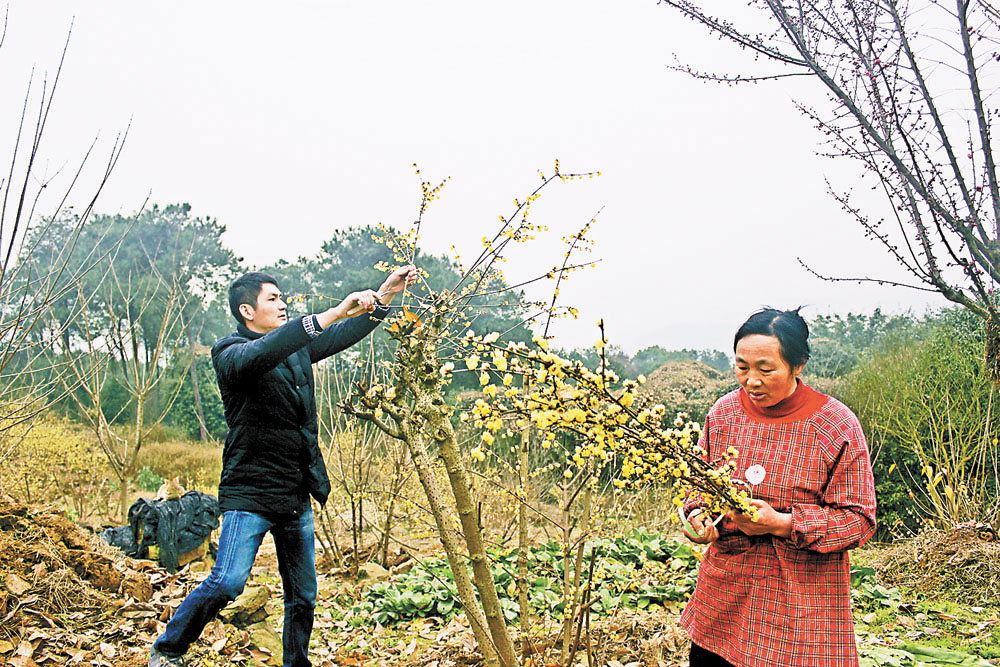 【焦點圖】“80後”村官耕耘十載 帶領鄉親闖出致富新路