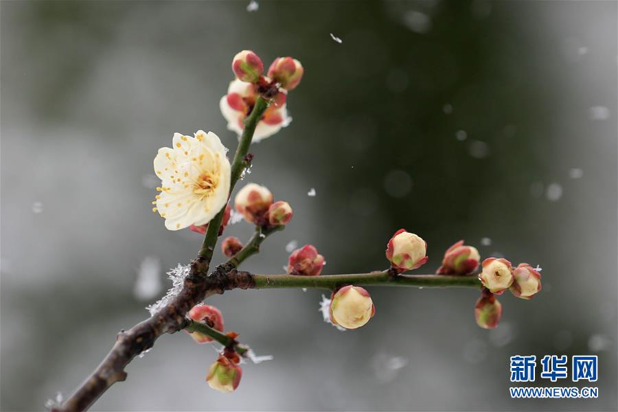 江蘇淮安：踏雪尋梅