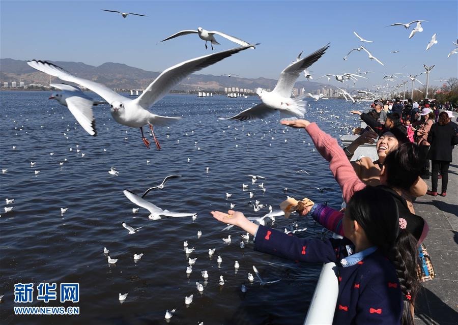 雲南昆明：天氣晴好 喂鷗拍照