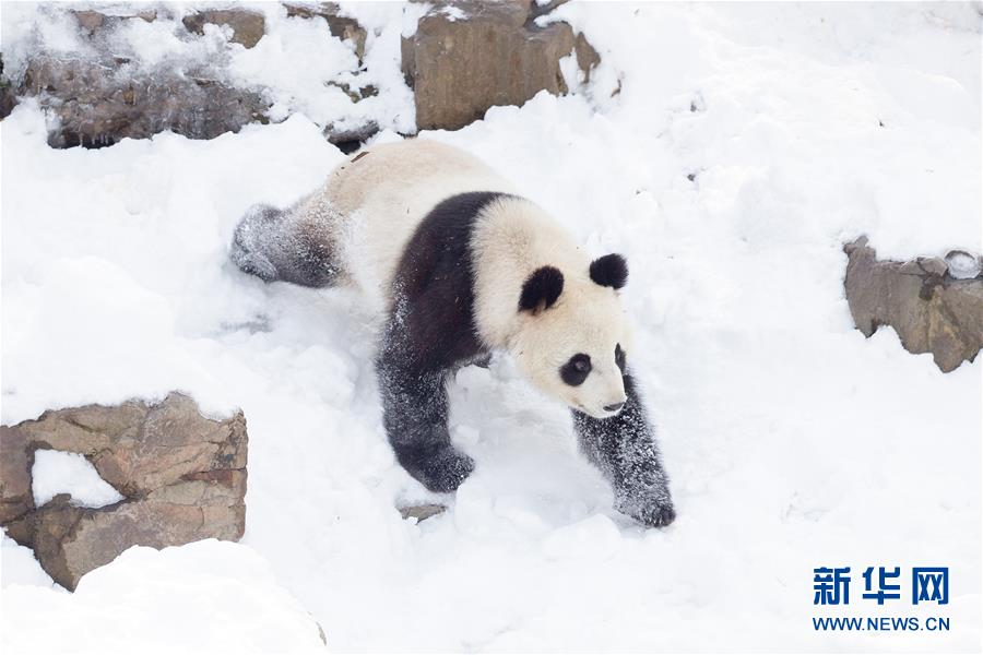 南京：熊貓“戲”雪