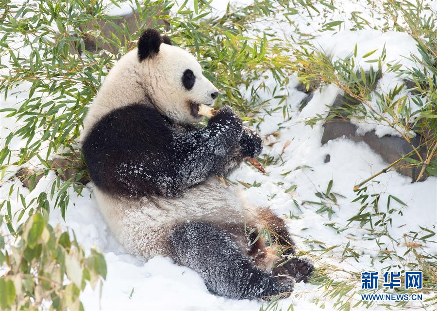 南京：熊貓“戲”雪