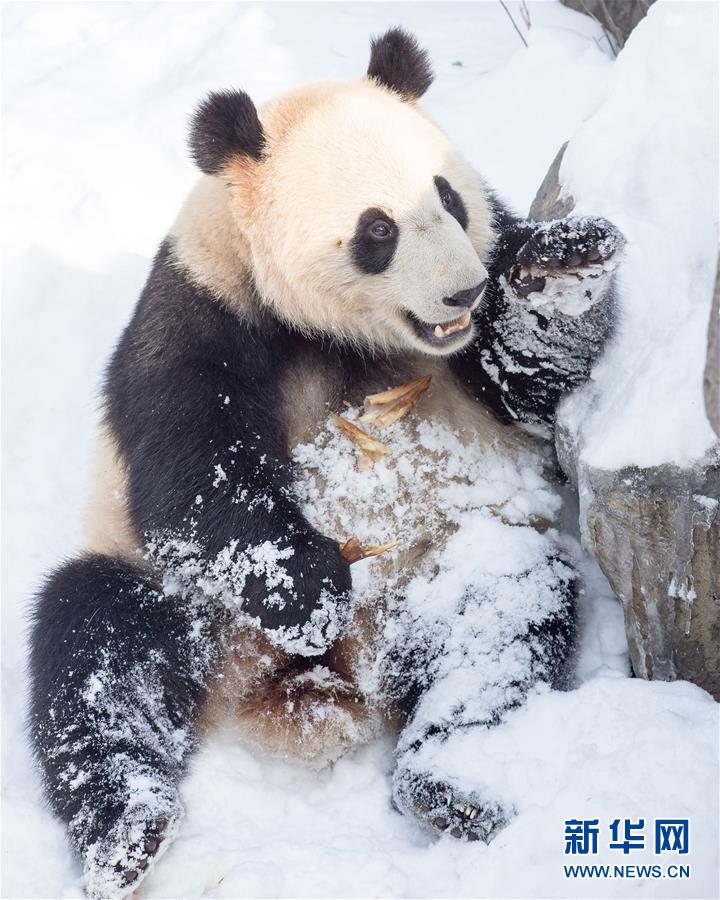 南京：熊貓“戲”雪