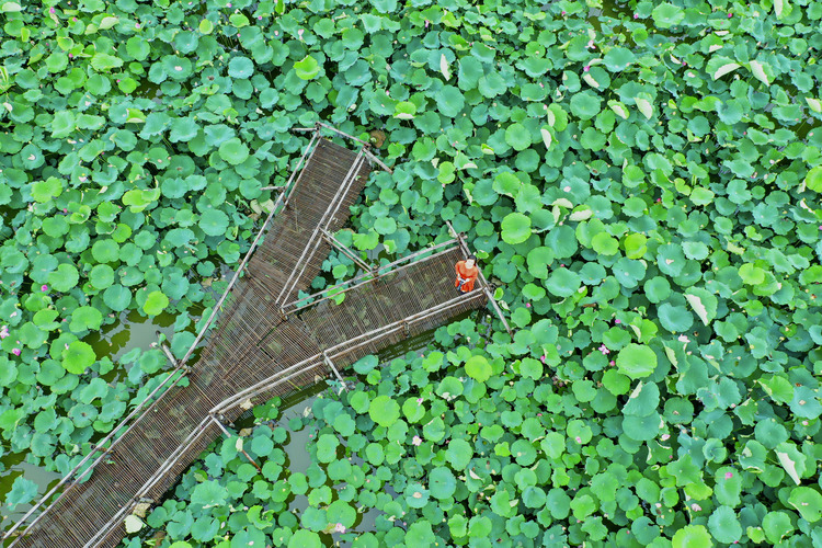 蚌埠市五河縣：蓮花紅，鄉村興_fororder_DJI_0837