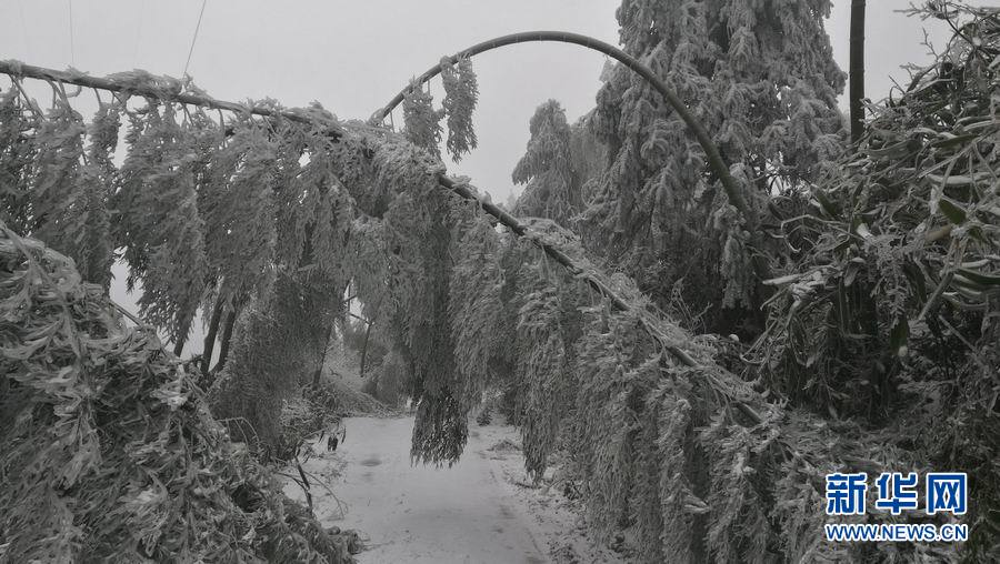 【焦點圖】穿越“冰雪竹簾洞” 踏冰雪去巡線