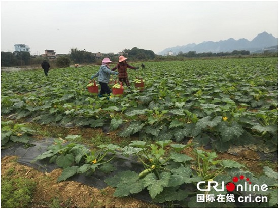 【焦點圖】【八桂大地-百色】網絡媒體走轉改 蔬菜種植基地助力農民脫貧致富