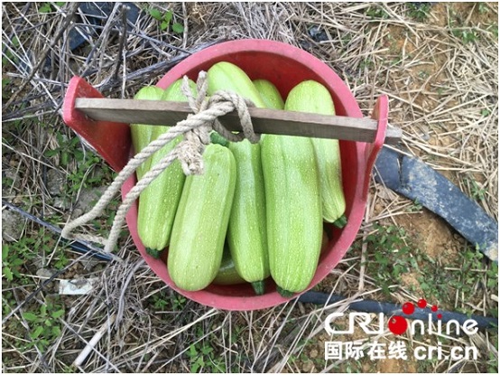 【焦點圖】【八桂大地-百色】網絡媒體走轉改 蔬菜種植基地助力農民脫貧致富