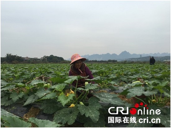 【焦點圖】【八桂大地-百色】網絡媒體走轉改 蔬菜種植基地助力農民脫貧致富