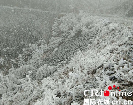 【已過審】【八桂大地、八桂大地-河池】萬畝草甸現霧凇 環江公安冰地中堅守