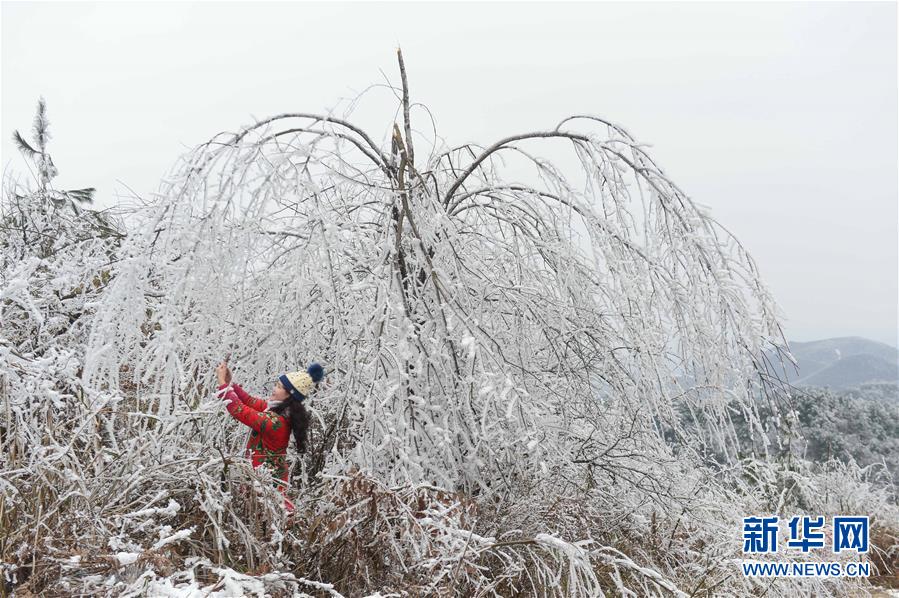 貴陽雲霧山雪景醉遊人