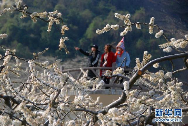 【焦點圖】花開春來早