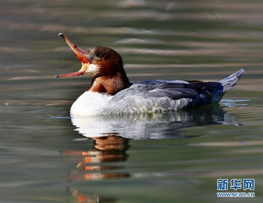 江西婺源：星江河上鴨嬉戲