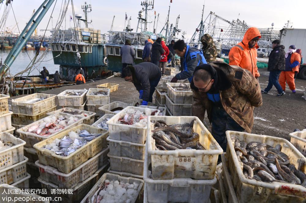 山東榮成：漁民海裏“撈年貨”