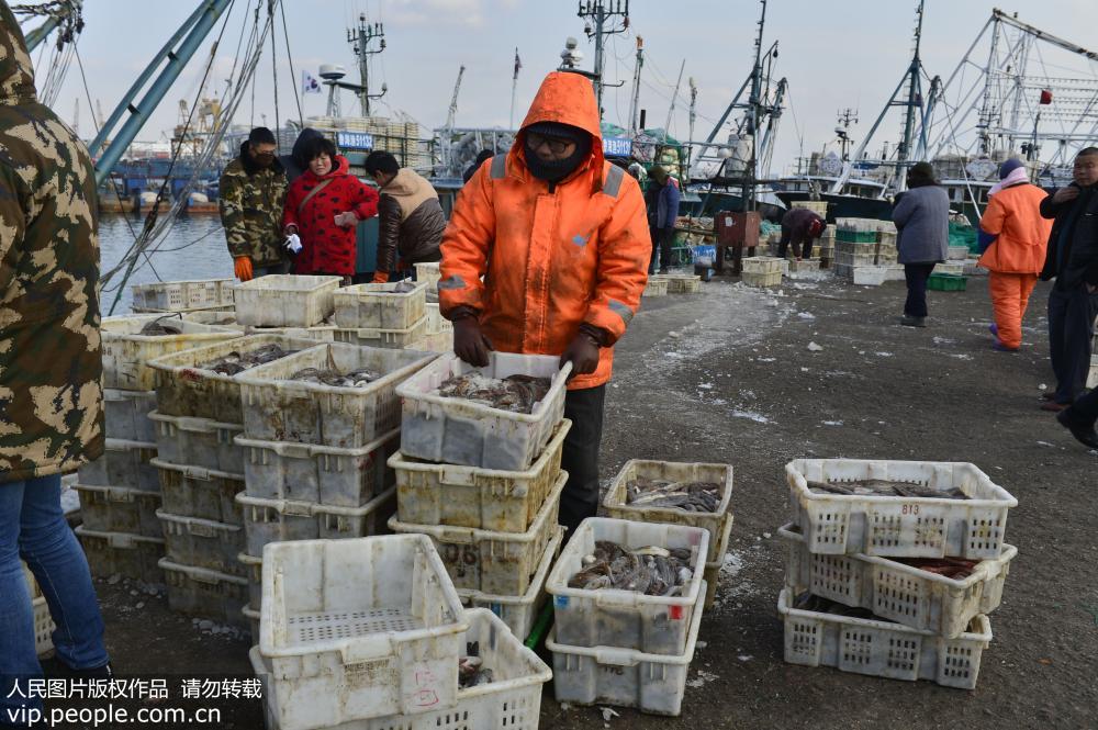 山東榮成：漁民海裏“撈年貨”