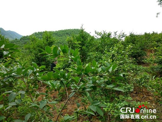 【已過審】【焦點圖】清山種油茶 生態産業富鄉村