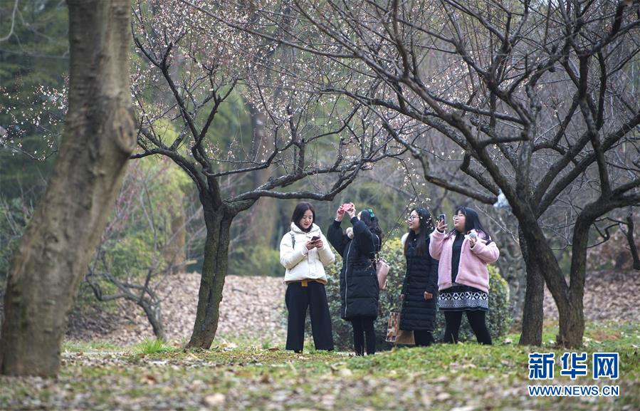 武漢東湖梅花節開幕