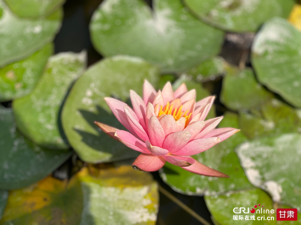 秋日納涼好去處 蘭州雁灘公園等你來_fororder_2