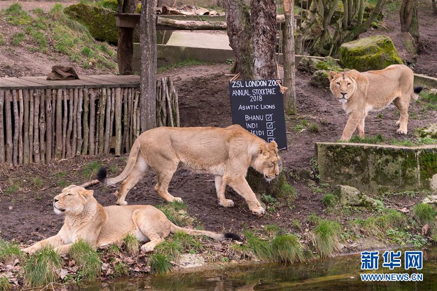 倫敦動物園舉行年度盤點