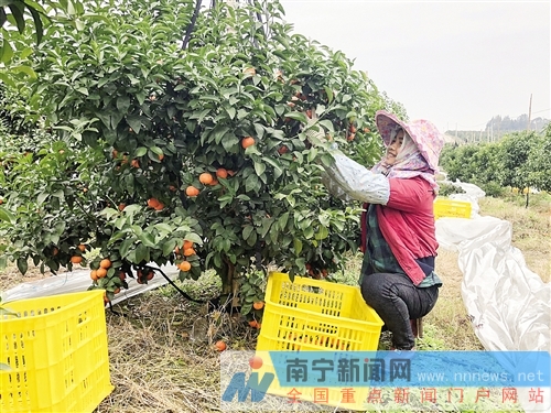 【八桂大地-南寧】貧困戶變身“果園工”收入有了保障