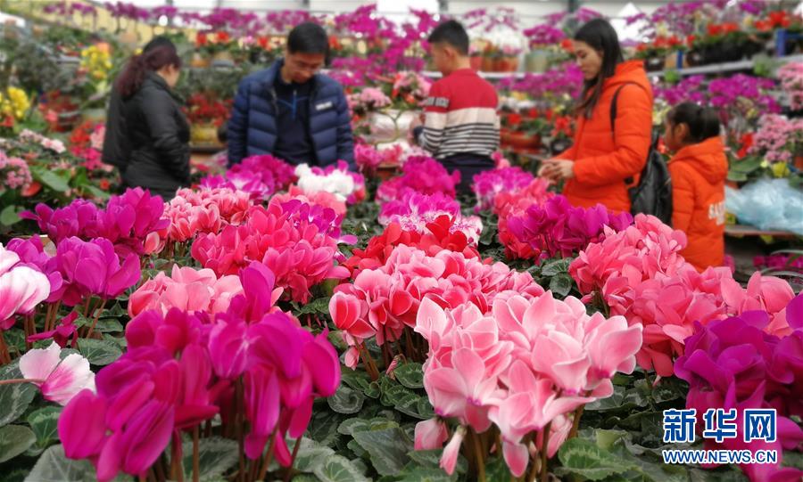 青島：春節近 鮮花俏