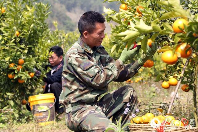 【八桂大地、八桂大地-百色】廣西百色右江區100余噸生態沃柑供應春節市場