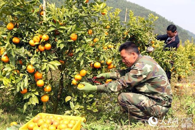 【八桂大地、八桂大地-百色】廣西百色右江區100余噸生態沃柑供應春節市場