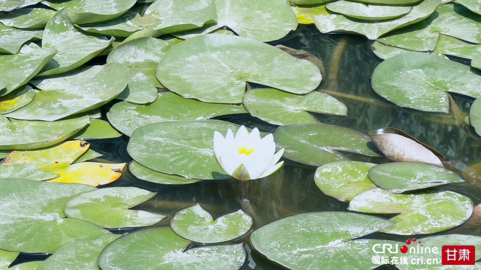 秋日納涼好去處 蘭州雁灘公園等你來_fororder_4