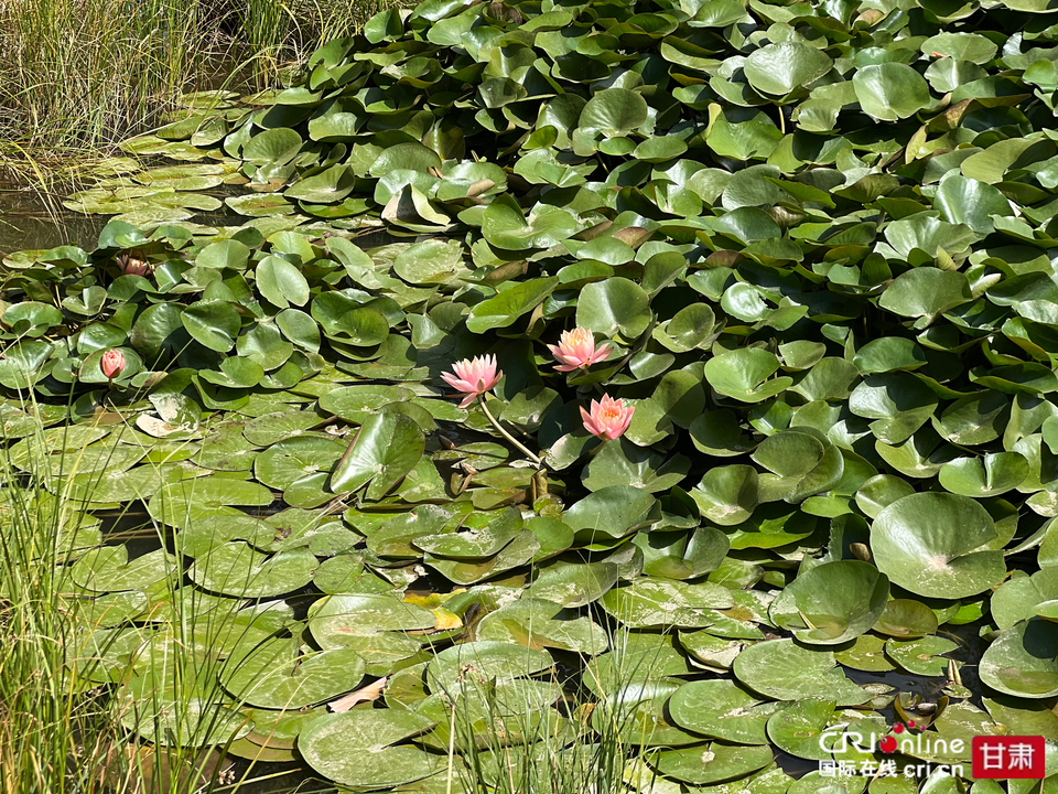 秋日納涼好去處 蘭州雁灘公園等你來_fororder_1