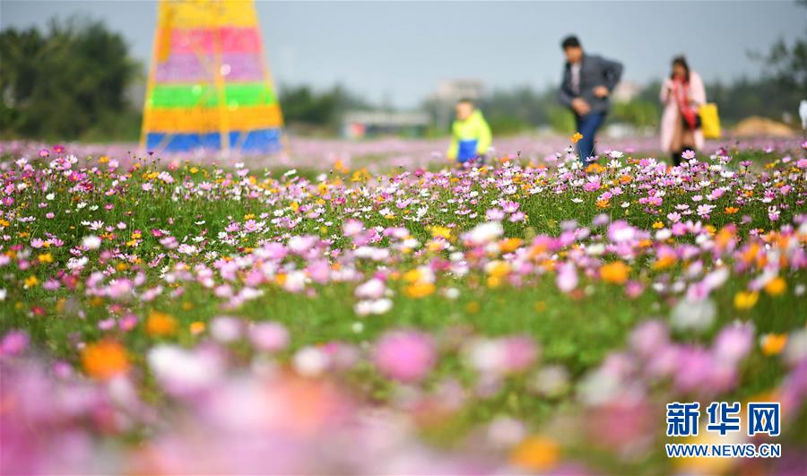 荒地變花海