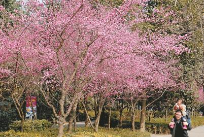 [治國理政新實踐·四川篇]四川啟動城市生態修復工程 35平方公里城市生態修復