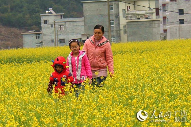 【焦點圖】廣西隆林油菜花開景色美