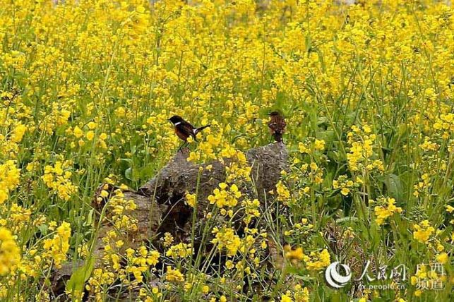 【焦點圖】廣西隆林油菜花開景色美