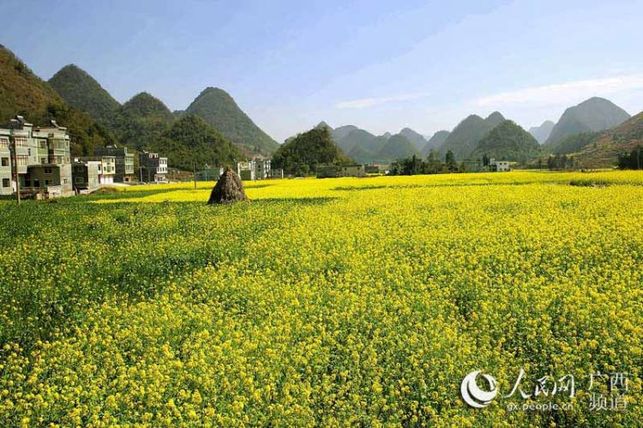 【焦點圖】廣西隆林油菜花開景色美