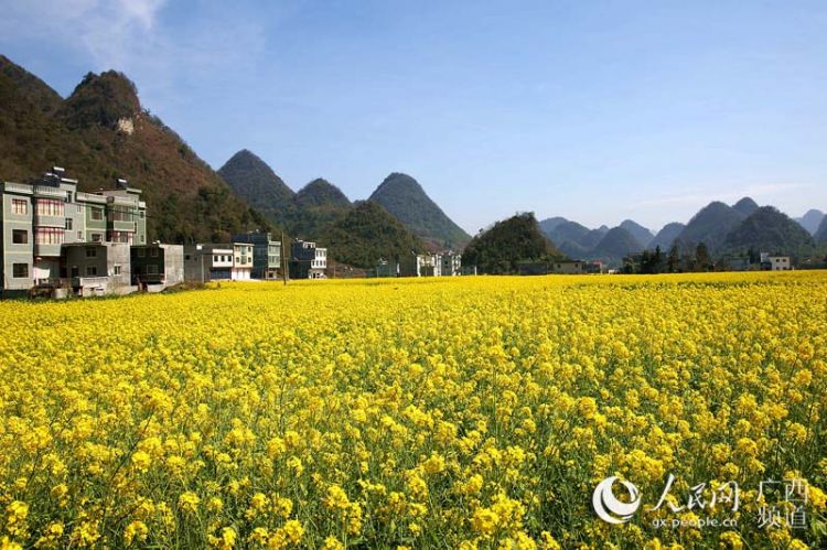 【焦點圖】廣西隆林油菜花開景色美