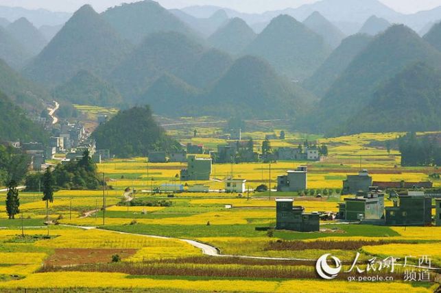 【焦點圖】廣西隆林油菜花開景色美