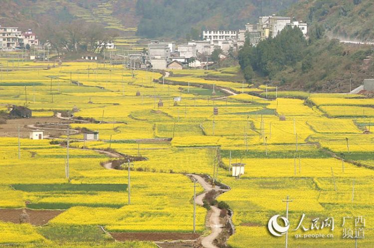 【焦點圖】廣西隆林油菜花開景色美