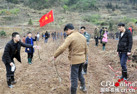 已過審【社會民生】石柱縣中益鄉：節後上班全民種植“搖錢樹”