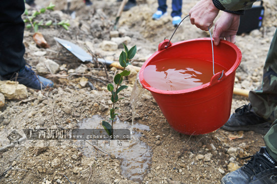 [焦點圖]羅城：幹部職工義務種植油茶添新綠(圖)