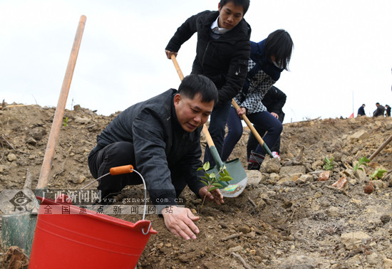 [焦點圖]羅城：幹部職工義務種植油茶添新綠(圖)