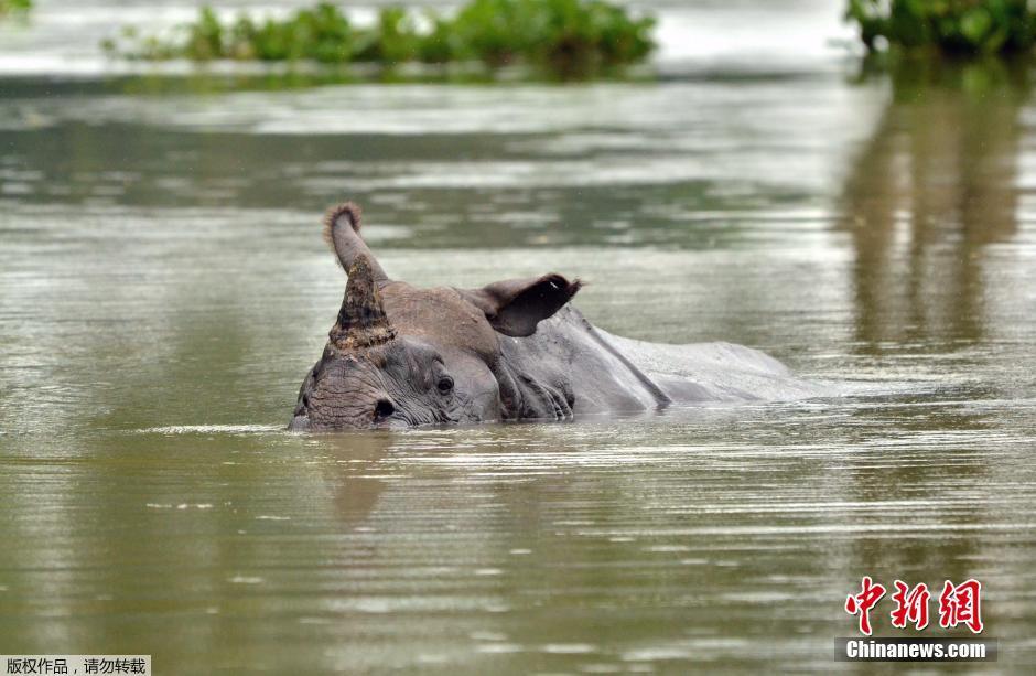 印度暴雨動物受災 村民奮力營救珍稀獨角犀牛