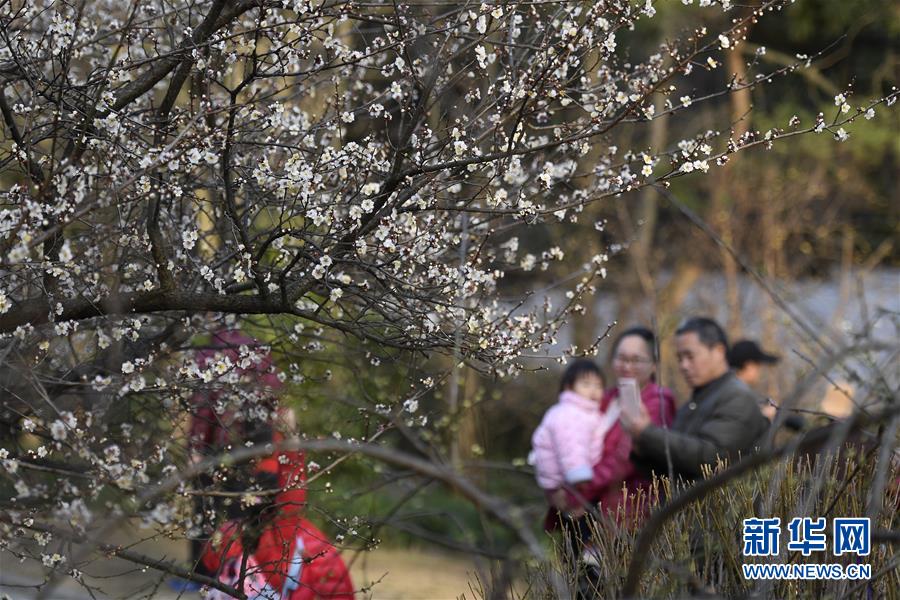 杭州：靈峰探梅賞春時