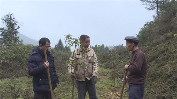 【區縣聯動】【墊江】墊江縣陳大榮：堅守深山 義務植樹2萬株【區縣聯動　列表】墊江縣陳大榮：義務植樹2萬株