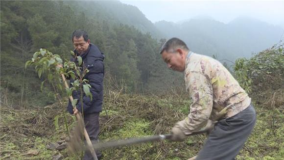 【區縣聯動】【墊江】墊江縣陳大榮：堅守深山 義務植樹2萬株【區縣聯動　列表】墊江縣陳大榮：義務植樹2萬株