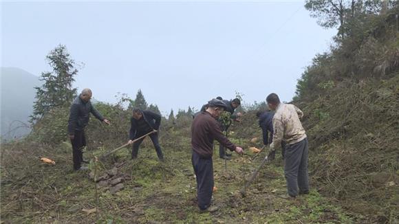 【區縣聯動】【墊江】墊江縣陳大榮：堅守深山 義務植樹2萬株【區縣聯動　列表】墊江縣陳大榮：義務植樹2萬株