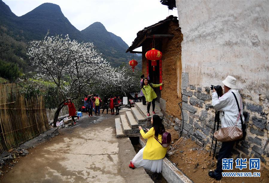 廣西融安：鮮花盛開引客來