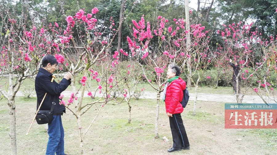 【焦點圖】【旅遊文體】梅花油菜花櫻花桃花陸續盛開 三月賞花之旅啟幕了