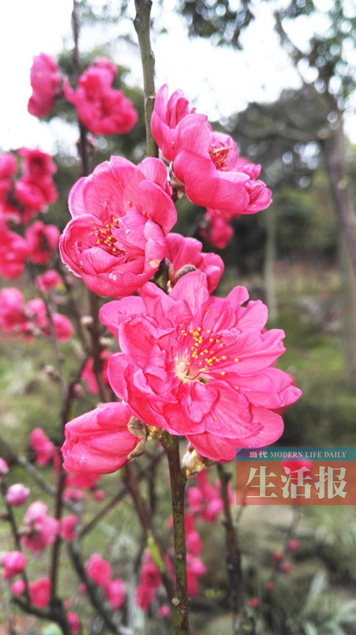 【焦點圖】【旅遊文體】梅花油菜花櫻花桃花陸續盛開 三月賞花之旅啟幕了