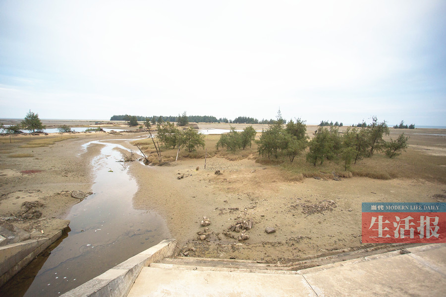 【八桂大地、八桂大地-防城港】【旅遊文體-圖文】擔心上萬越冬候鳥“無島可歸” 愛鳥人士紛紛獻策