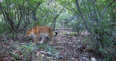 【河南在線列表】太行山中野生金錢豹頻繁“出鏡” 野生動物種群數量增加