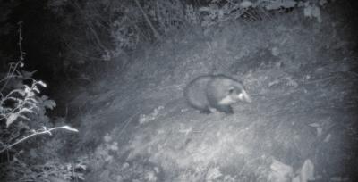 【河南在線列表】太行山中野生金錢豹頻繁“出鏡” 野生動物種群數量增加