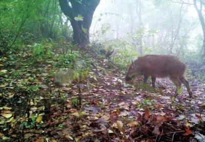 【河南在線列表】太行山中野生金錢豹頻繁“出鏡” 野生動物種群數量增加